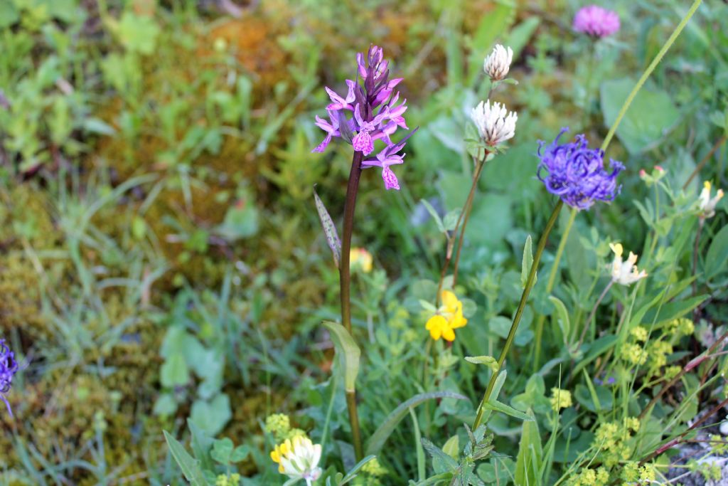 Dactylorhiza.....4